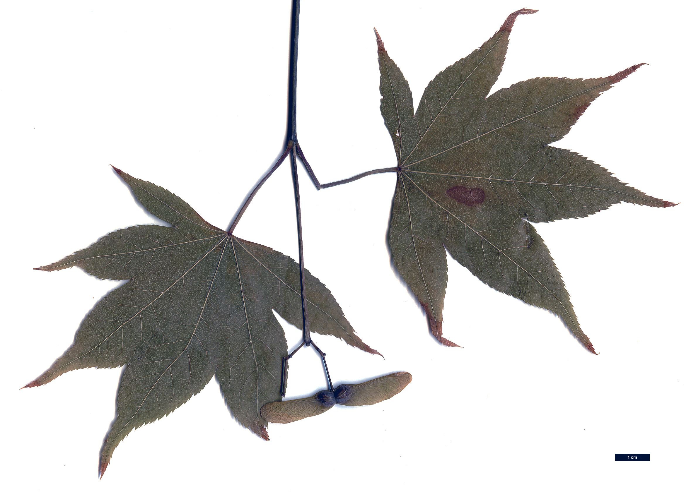 High resolution image: Family: Sapindaceae - Genus: Acer - Taxon: amoenum - SpeciesSub: var. amoenum